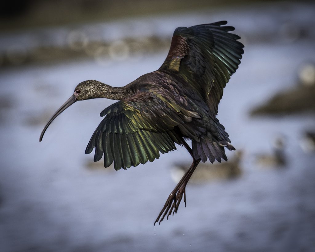 White Faced Ibis - George Peterson